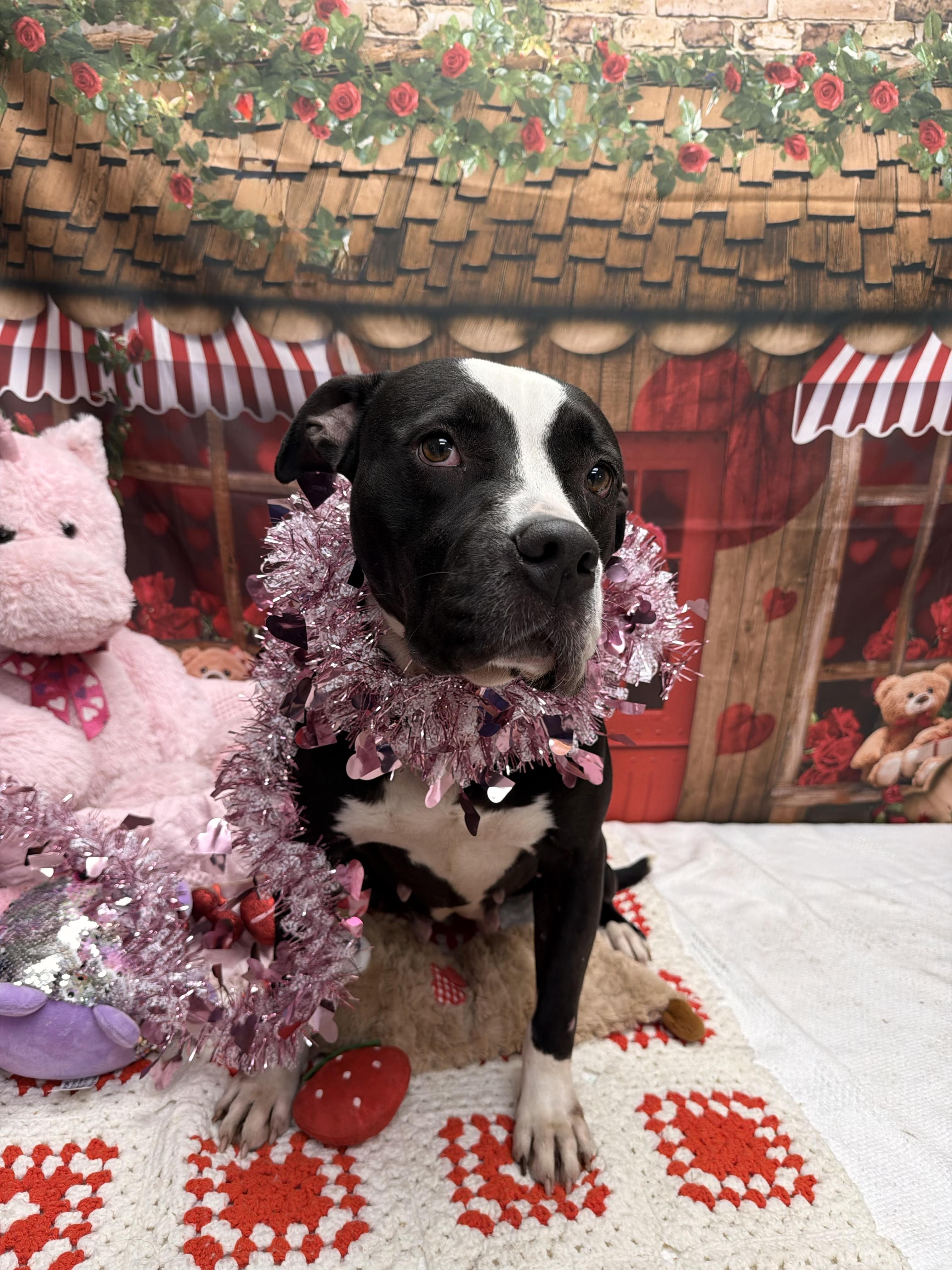 Enlarge Miya, a ADOPTABLE mixed breed in Statesboro, GA image 3/5