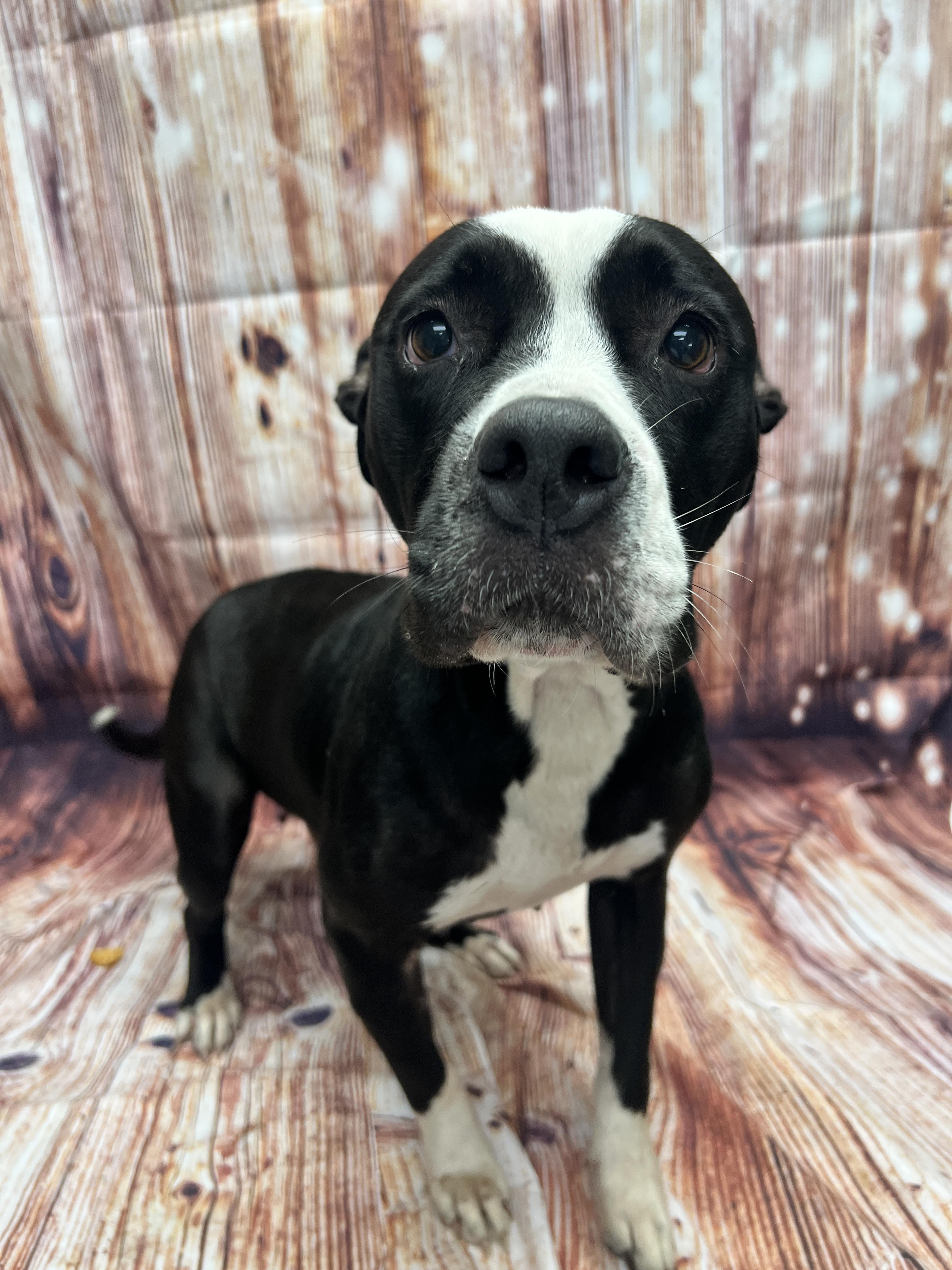 Enlarge Miya, a ADOPTABLE mixed breed in Statesboro, GA image 4/5