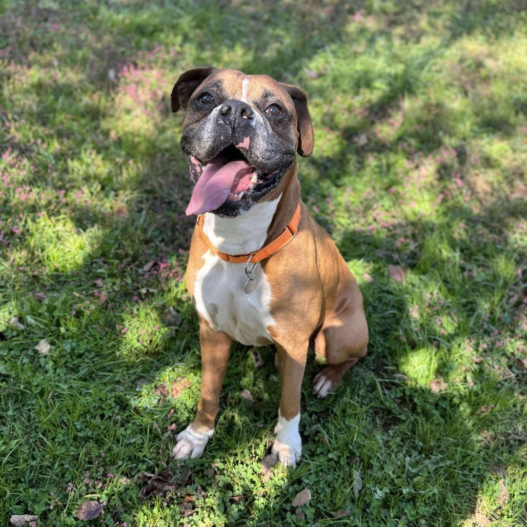 Gunner, Adoptable, Senior Male Boxer.