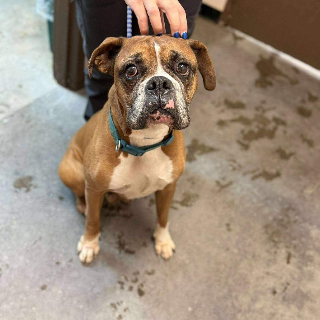 Enlarge Gunner, a Adoptable Boxer in Shinnston, WV image 2/2