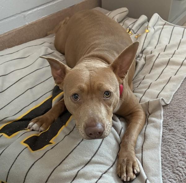 Luciano Louise, Adoptable, Adult Female Pit Bull Terrier.