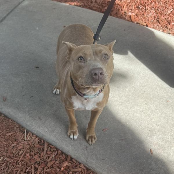 Enlarge Luciano Louise, a Adoptable mixed breed in San Diego, CA image 3/3