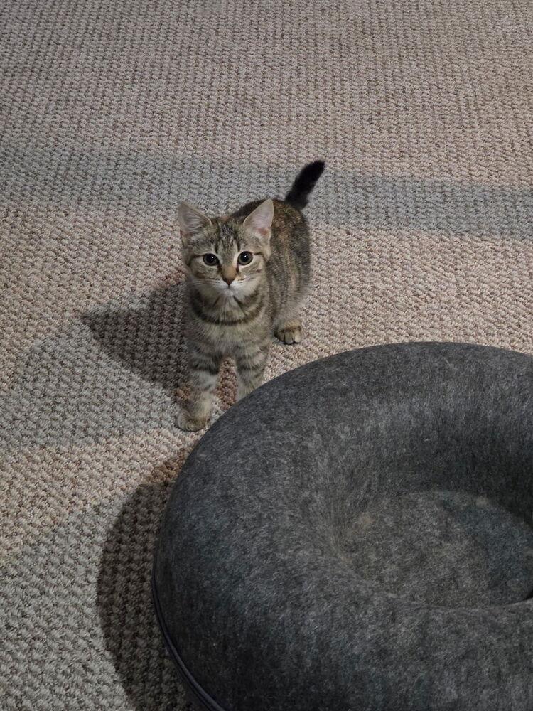 Harriet, Adoptable, Kitten Female Domestic Short Hair.