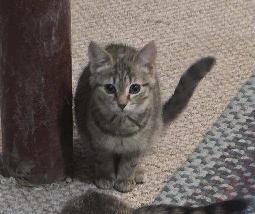 Enlarge Harriet, a Adoptable mixed breed in East Greenville, PA image 2/4