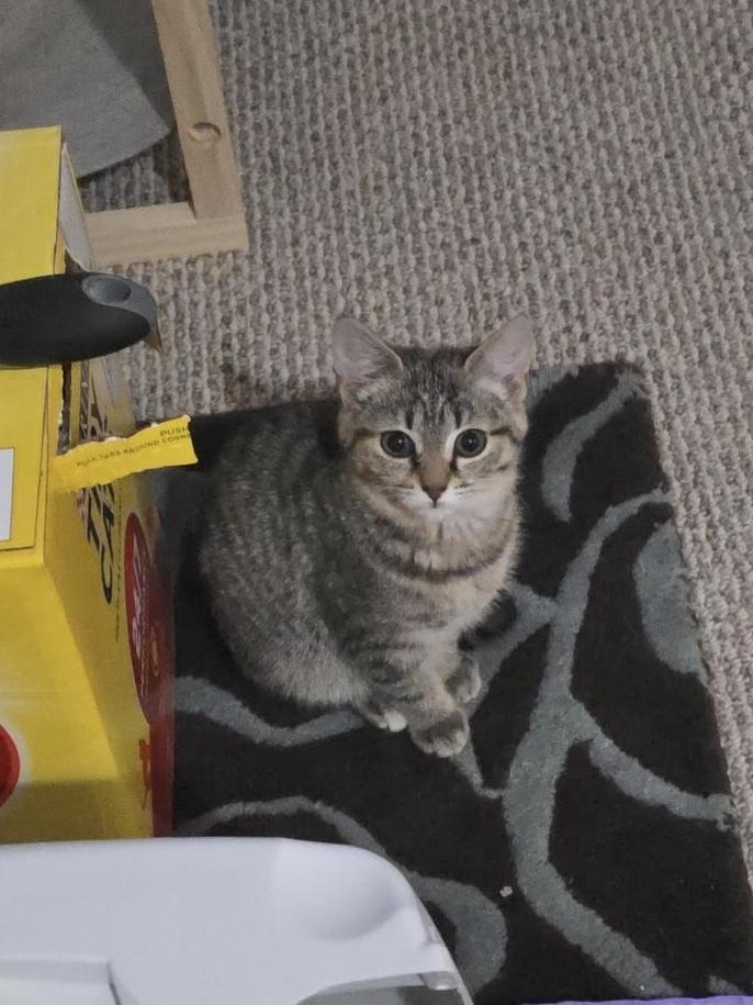 Enlarge Harriet, a Adoptable mixed breed in East Greenville, PA image 3/4