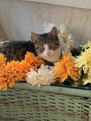 Mindy, Adoptable, Young Female Domestic Short Hair.