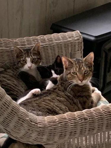 Enlarge Mindy, a Adoptable Domestic Short Hair in Ocean Pines, MD image 2/4