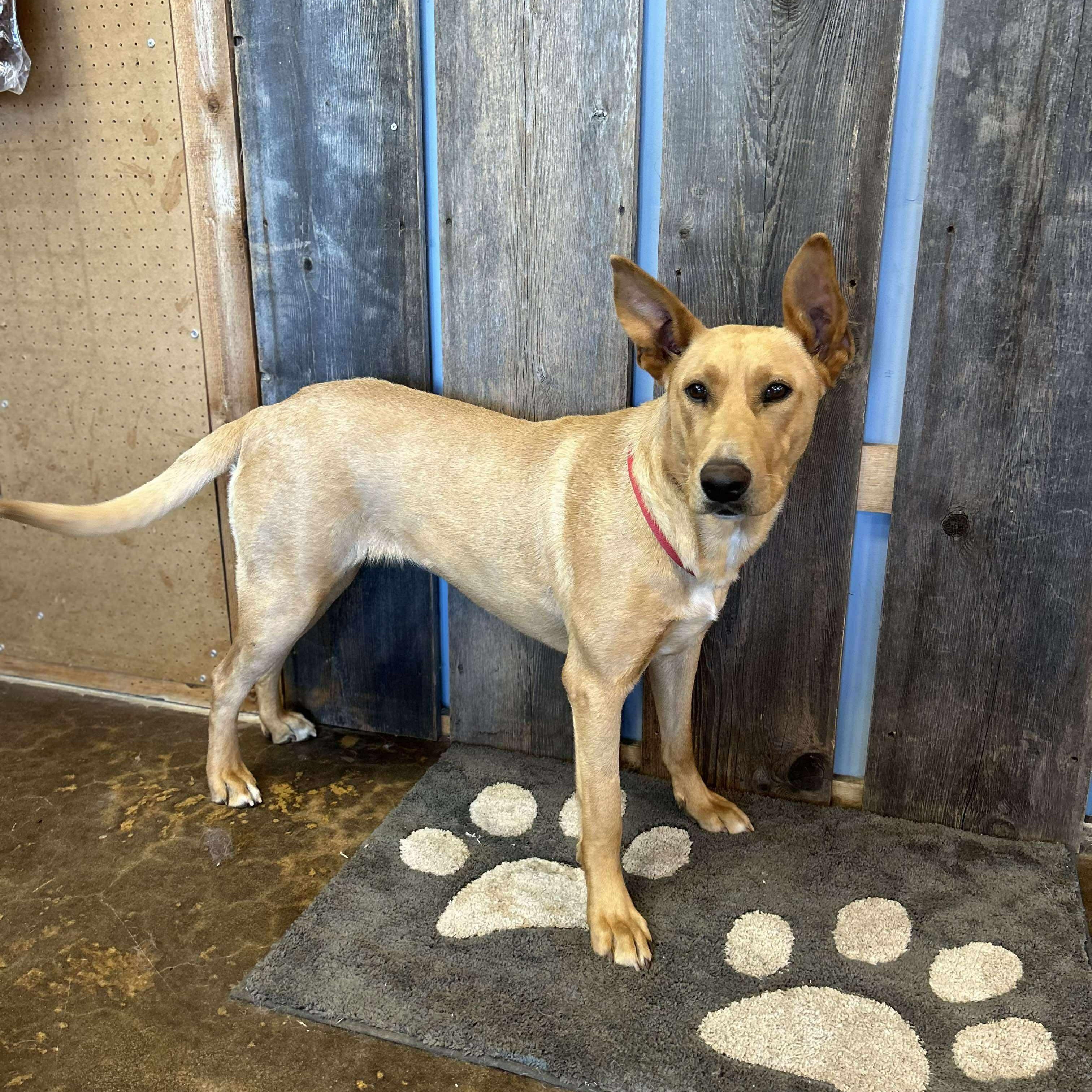 NADIA    $400, Adult Female Shepherd