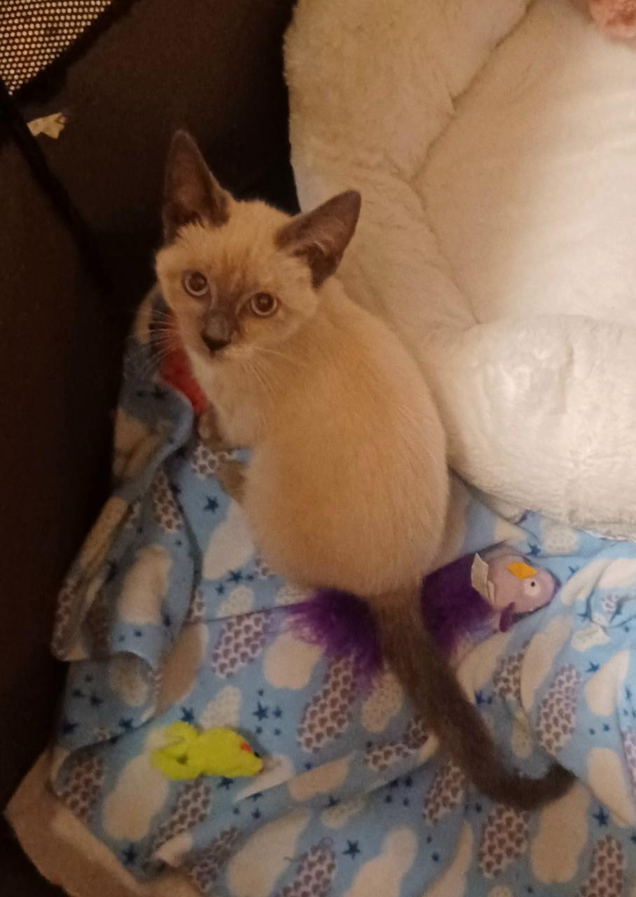 Enlarge Sweetpea, a Adoptable mixed breed in Inglewood, CA image 3/4