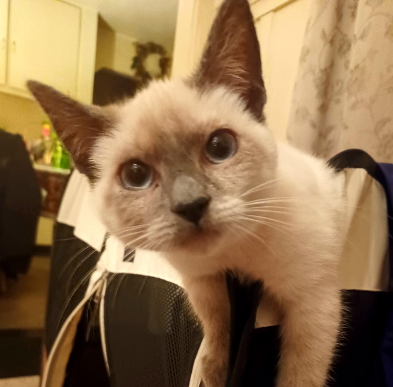 Enlarge Sweetpea, a Adoptable mixed breed in Inglewood, CA image 1/4