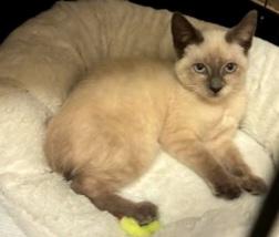 Enlarge Sweetpea, a Adoptable mixed breed in Inglewood, CA image 4/4