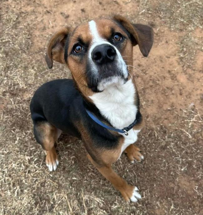 Judd, a Adoptable mixed breed in Warr Acres, OK image 1/6