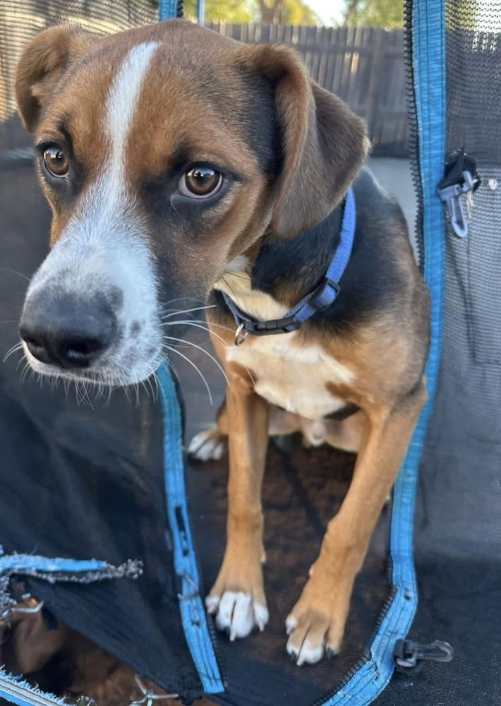 Judd, a Adoptable mixed breed in Warr Acres, OK image 2/6