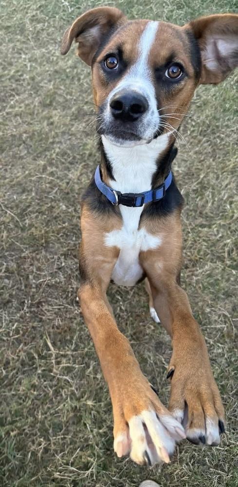 Judd, a Adoptable mixed breed in Warr Acres, OK image 3/6