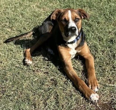 Judd, a Adoptable mixed breed in Warr Acres, OK image 4/6