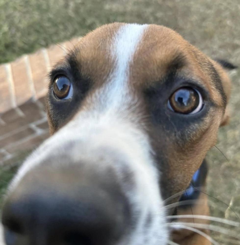 Judd, a Adoptable mixed breed in Warr Acres, OK image 5/6