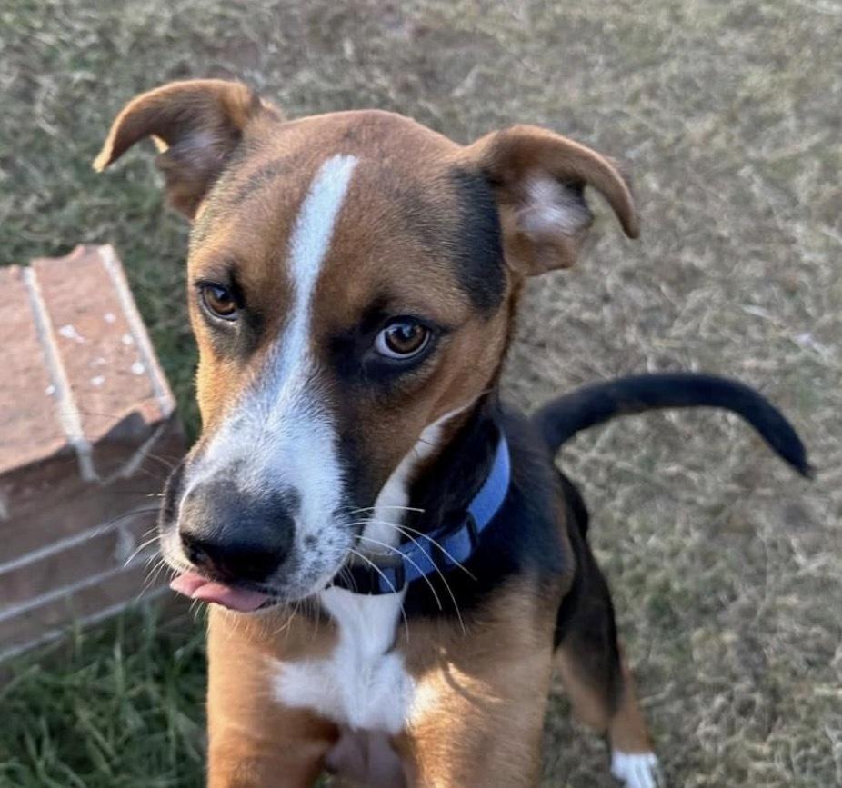 Judd, a Adoptable mixed breed in Warr Acres, OK image 6/6