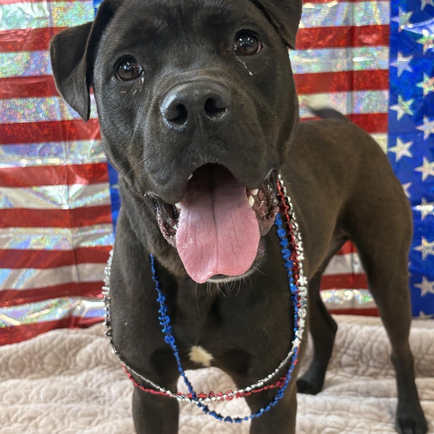 TYRICE, Young Male Boxer