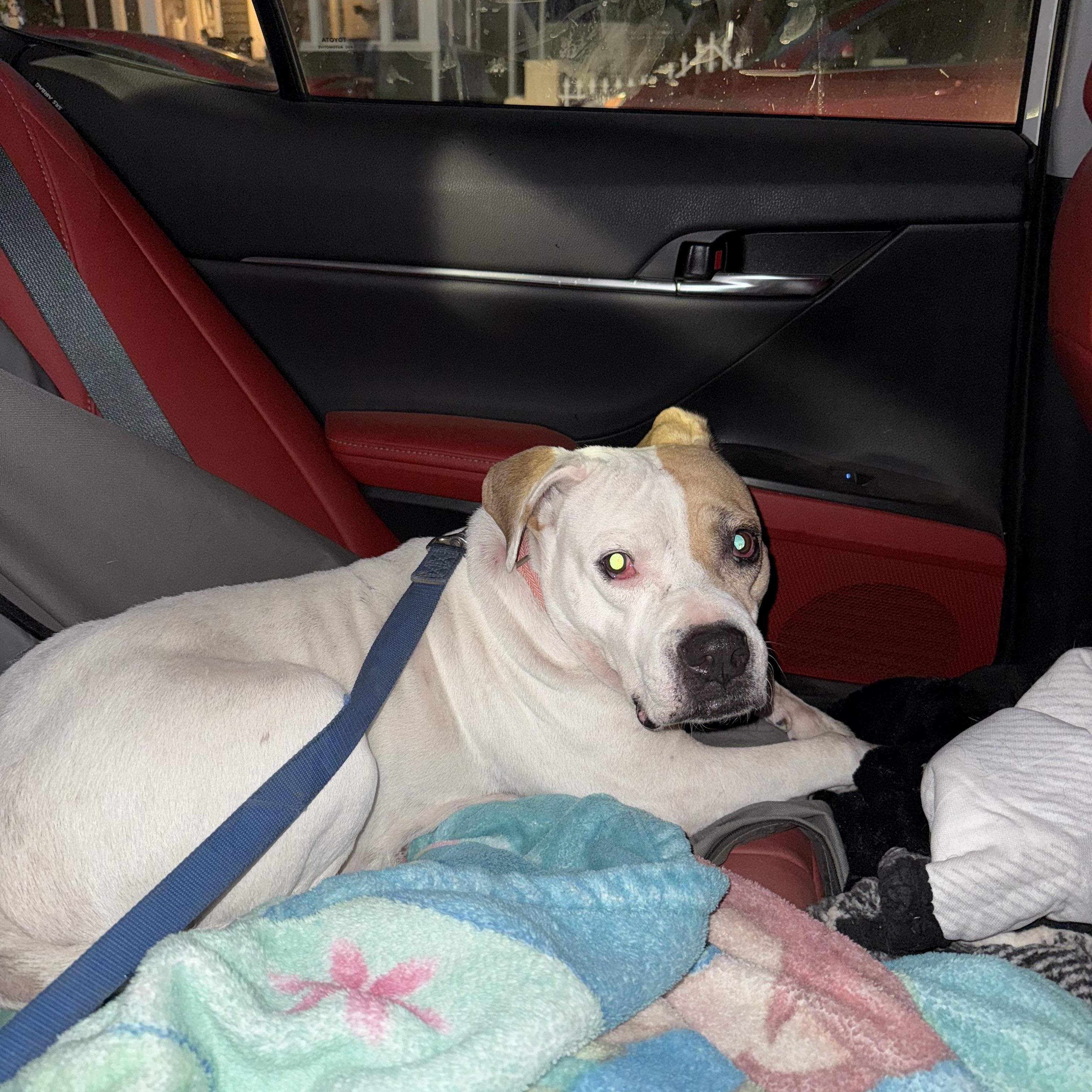 Enlarge Celeste, a Adoptable mixed breed in Lodi, CA image 2/3