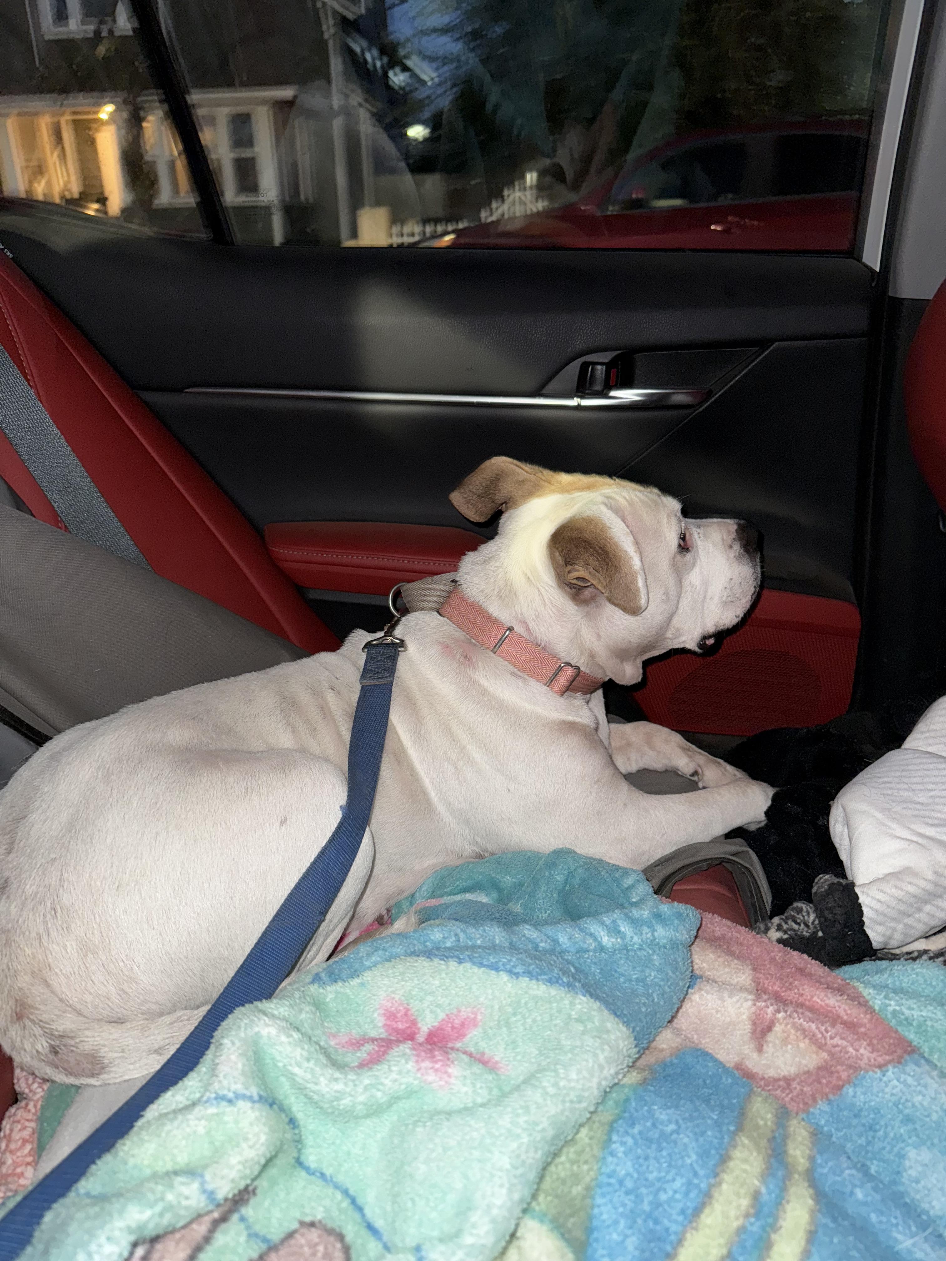 Enlarge Celeste, a Adoptable mixed breed in Lodi, CA image 3/3