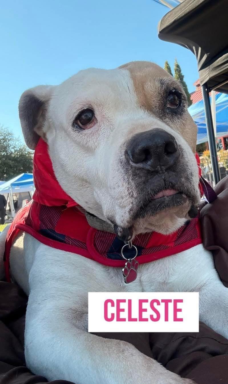 Celeste, Adoptable, Senior Female American Bulldog.