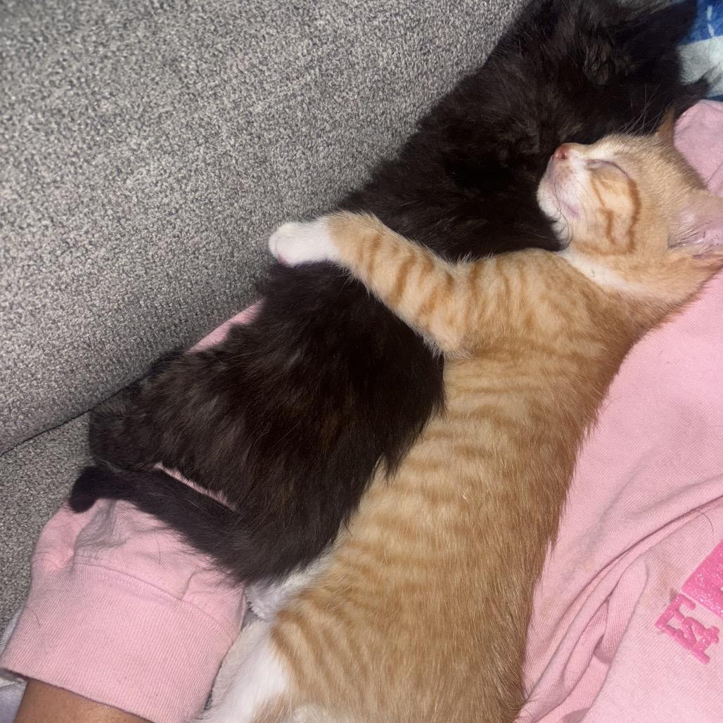 Enlarge Journey, a Adoptable Domestic Medium Hair in Port Richey, FL image 1/4