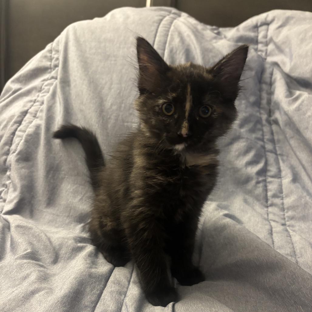 Enlarge Journey, a Adoptable Domestic Medium Hair in Port Richey, FL image 2/4