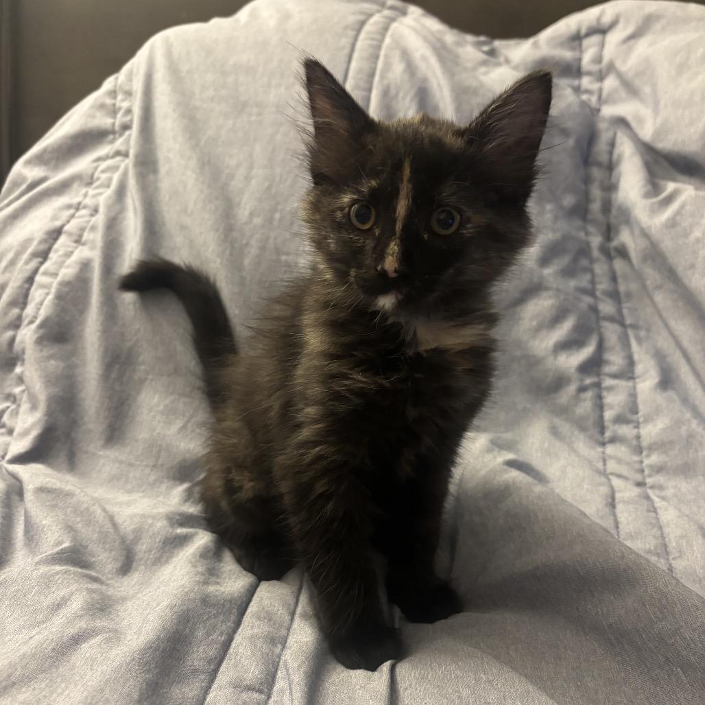 Enlarge Journey, a Adoptable Domestic Medium Hair in Port Richey, FL image 3/4