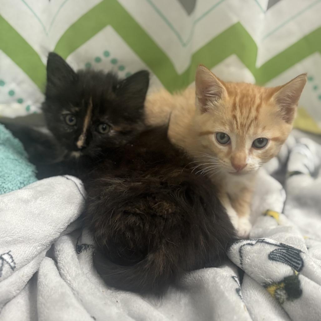 Enlarge Journey, a Adoptable Domestic Medium Hair in Port Richey, FL image 4/4