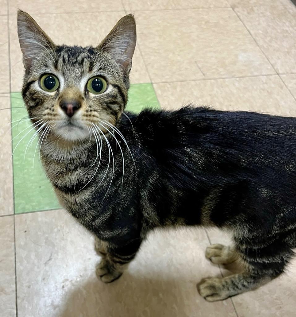 Kyro, Adoptable, Young Male Domestic Short Hair.