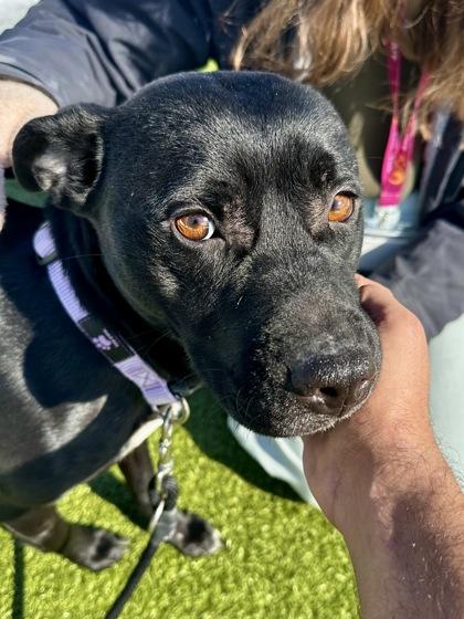 Enlarge Cloak of the Bat, a Adoptable mixed breed in Wichita, KS image 1/5