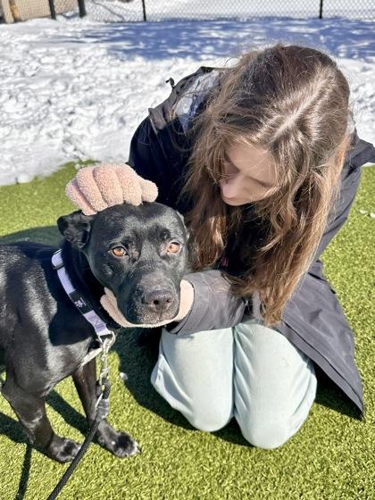 Enlarge Cloak of the Bat, a Adoptable mixed breed in Wichita, KS image 2/5
