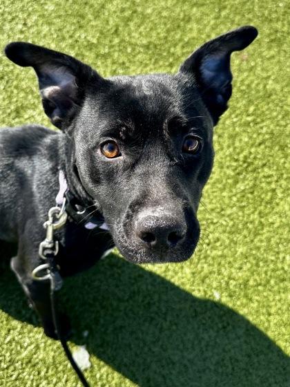 Enlarge Cloak of the Bat, a Adoptable mixed breed in Wichita, KS image 3/5
