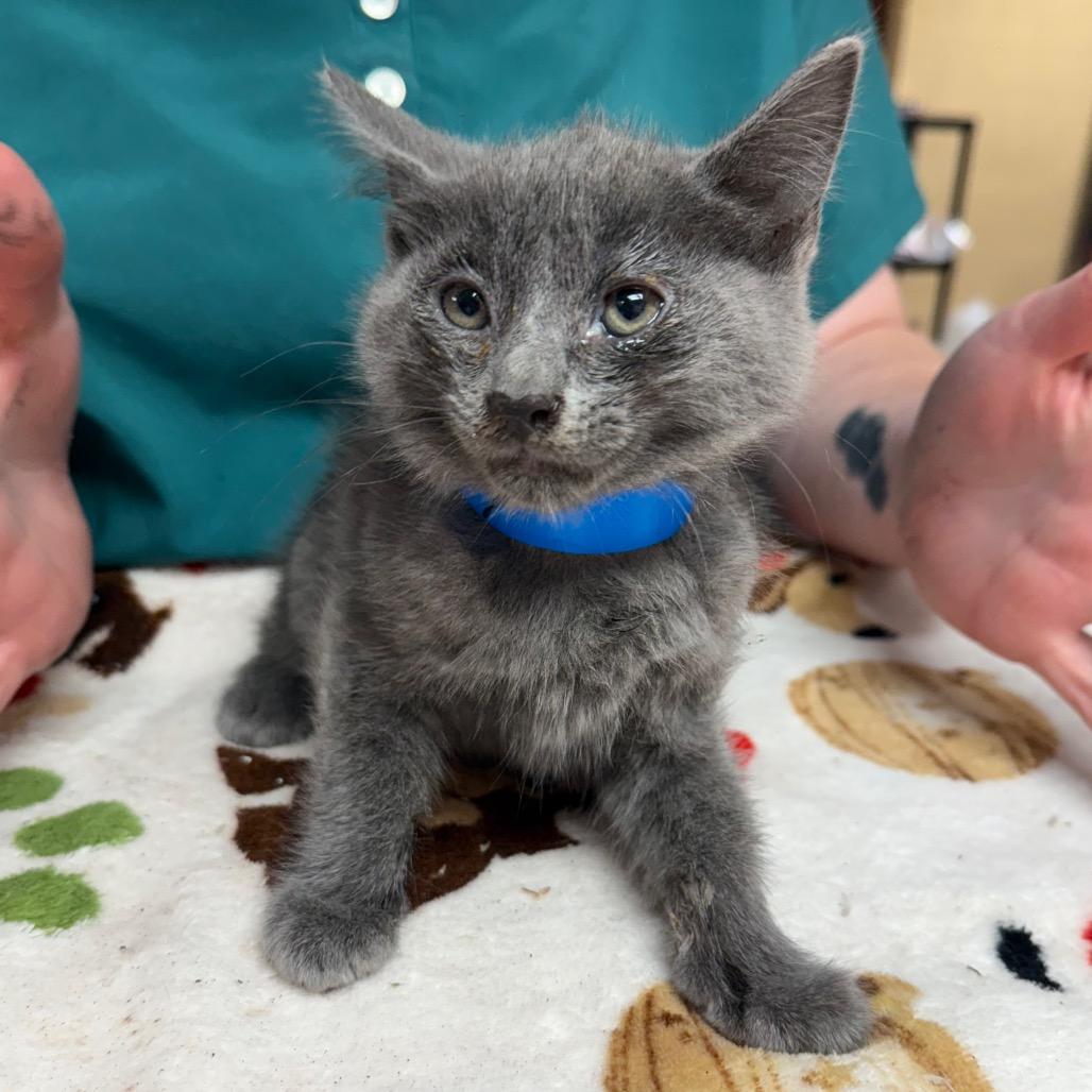 Enlarge Freddy, a Adoptable Domestic Short Hair in Corbin, KY image 4/4