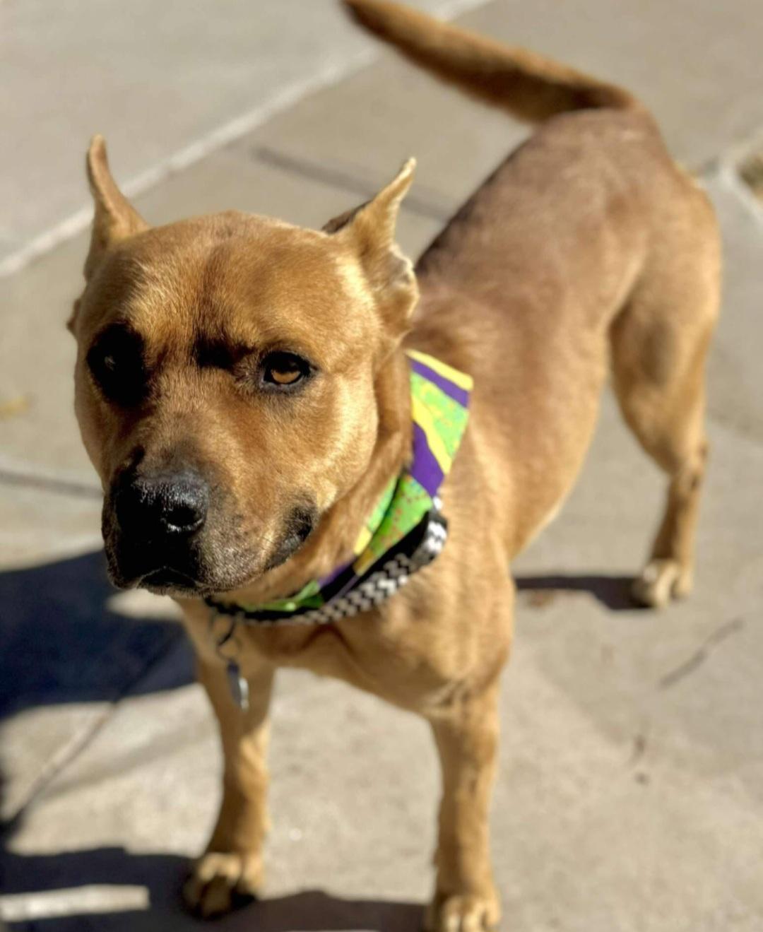 Enlarge Chani, a ADOPTABLE mixed breed in Tacoma, WA image 2/4