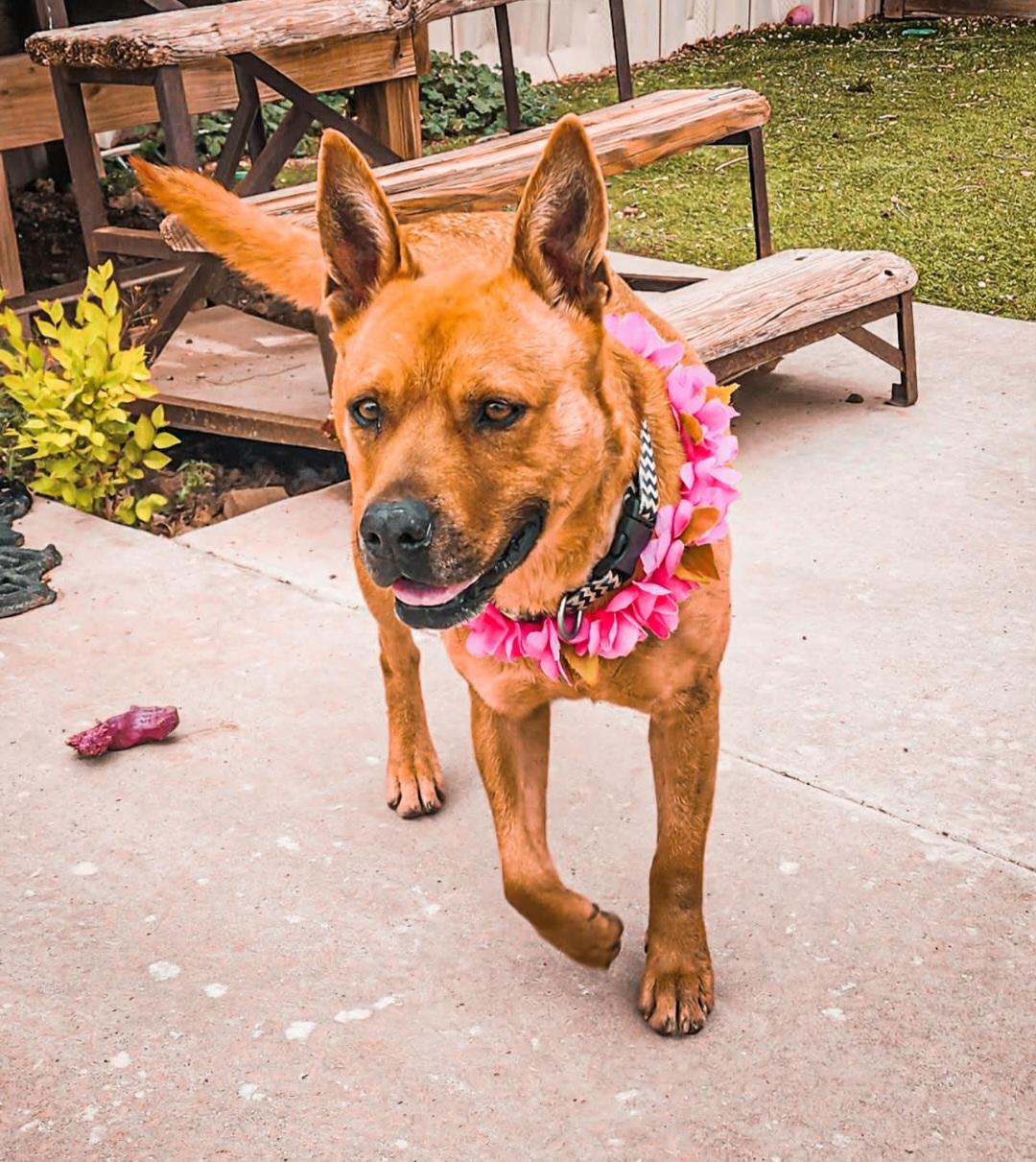 Enlarge Chani, an adoptable mixed breed in Tacoma, WA image 3/5
