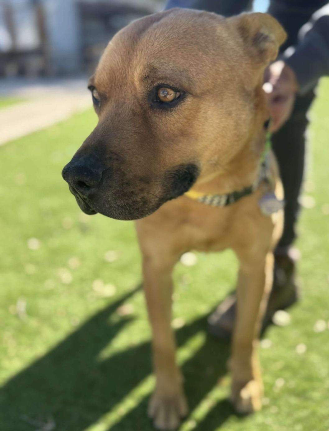 Enlarge Chani, a ADOPTABLE mixed breed in Tacoma, WA image 3/4