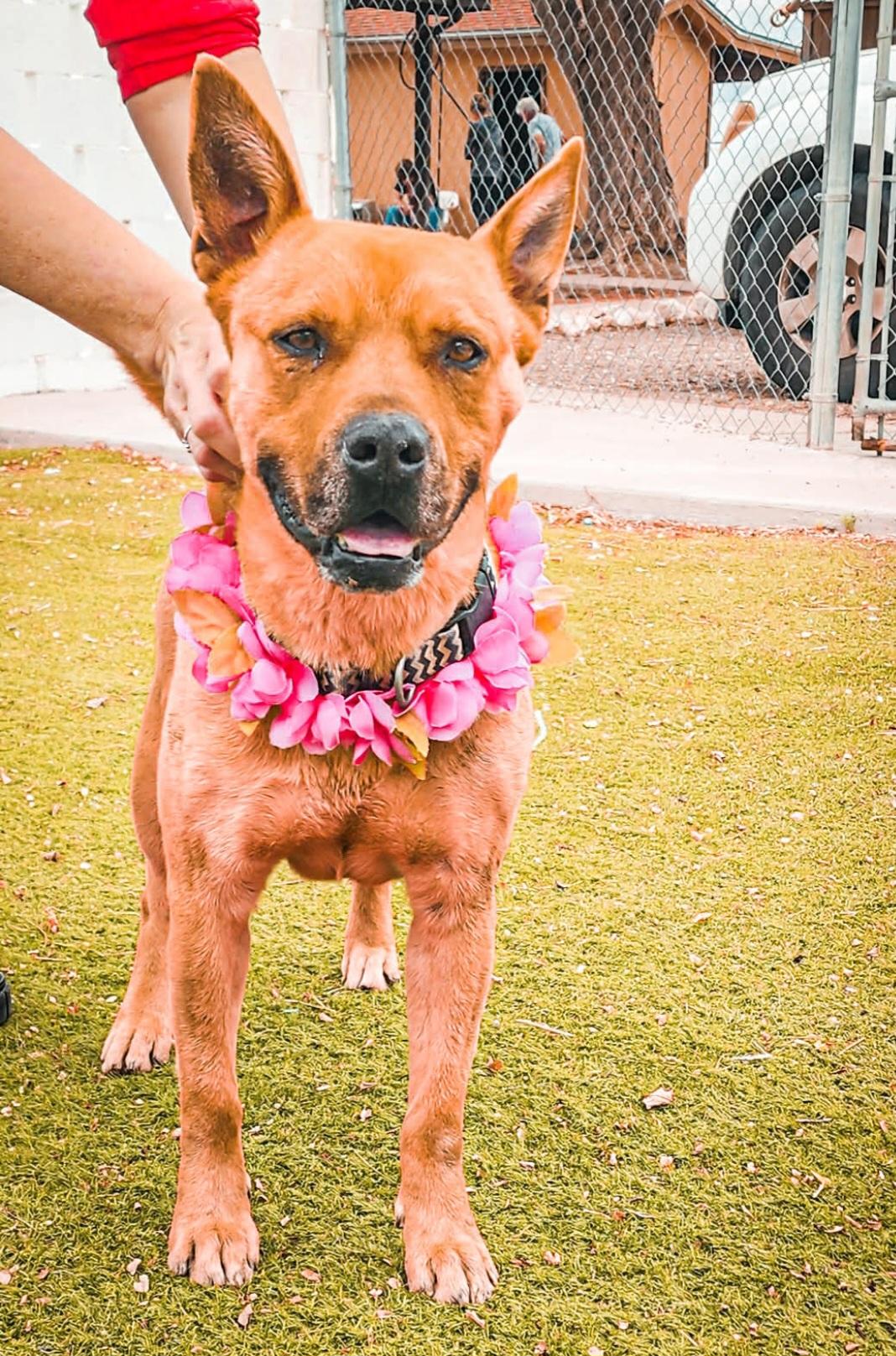 Enlarge Chani, an adoptable mixed breed in Tacoma, WA image 4/5