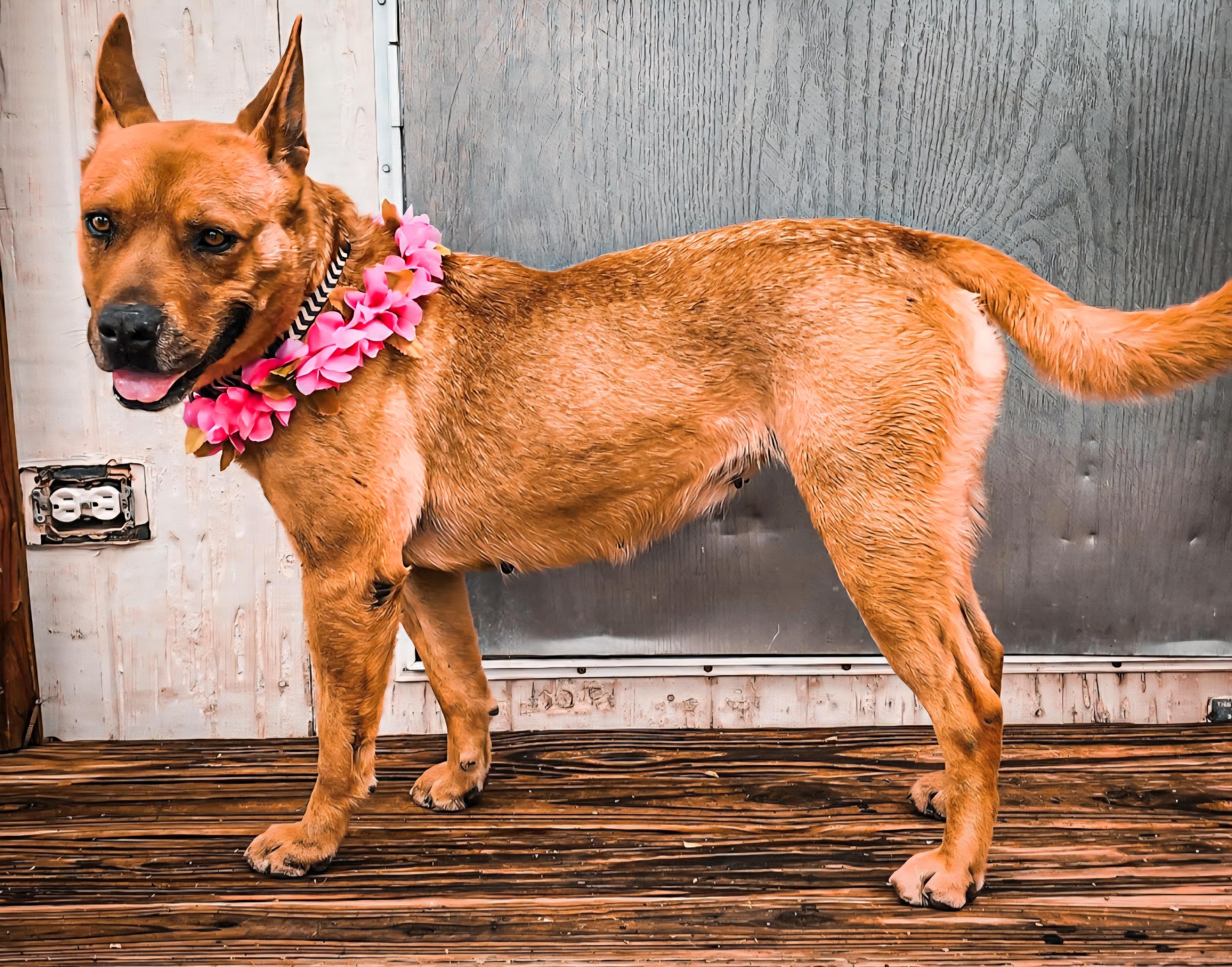 Enlarge Chani, an adoptable mixed breed in Tacoma, WA image 5/5