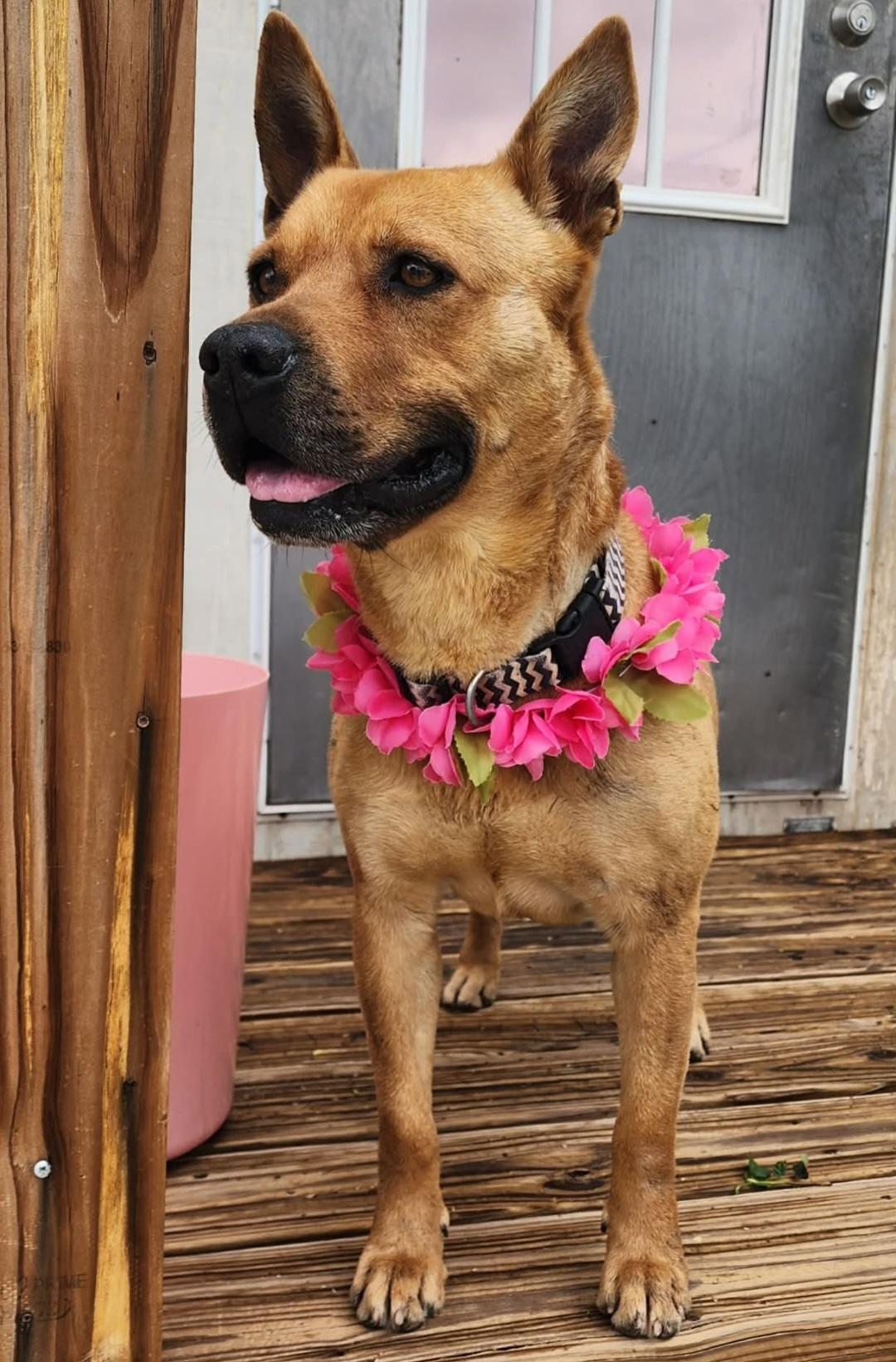 Enlarge Chani, an adoptable mixed breed in Tacoma, WA image 2/5