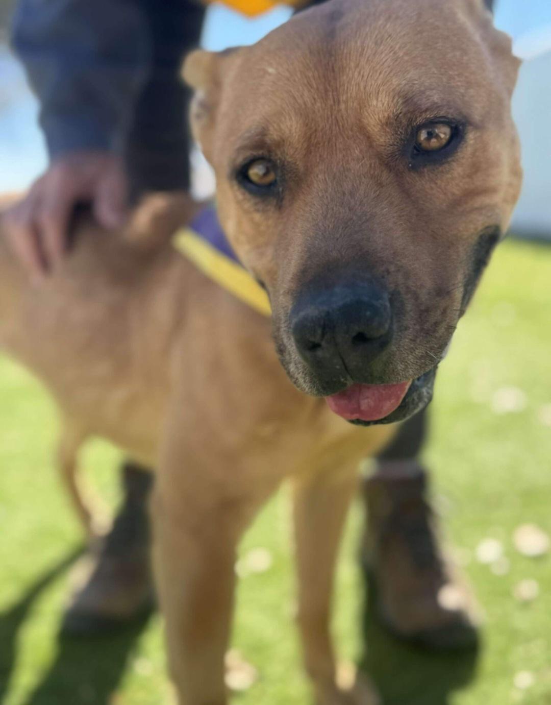 Chani, ADOPTABLE, Adult Female Boxer.