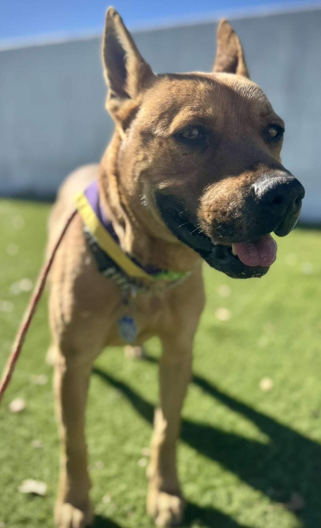 Enlarge Chani, a ADOPTABLE mixed breed in Tacoma, WA image 4/4