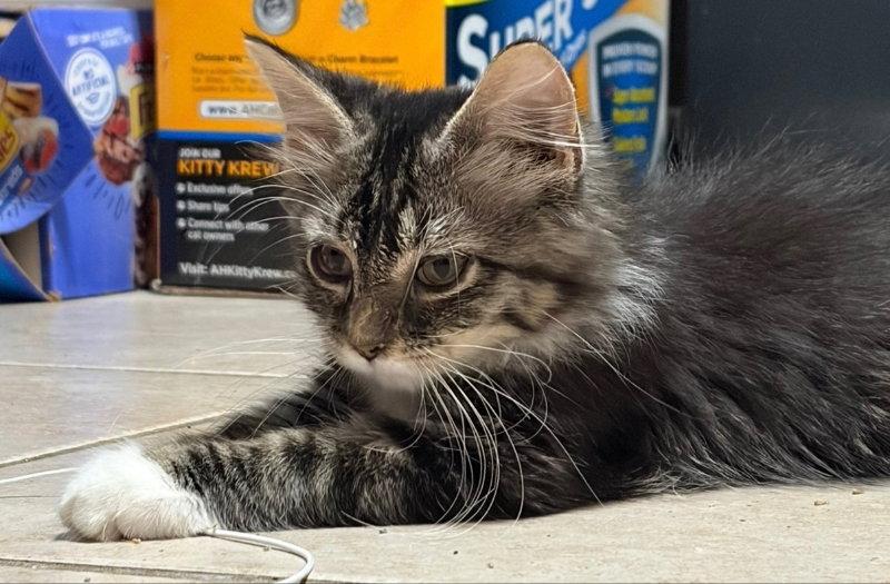 Naan, Adopted, Kitten Female Domestic Medium Hair.