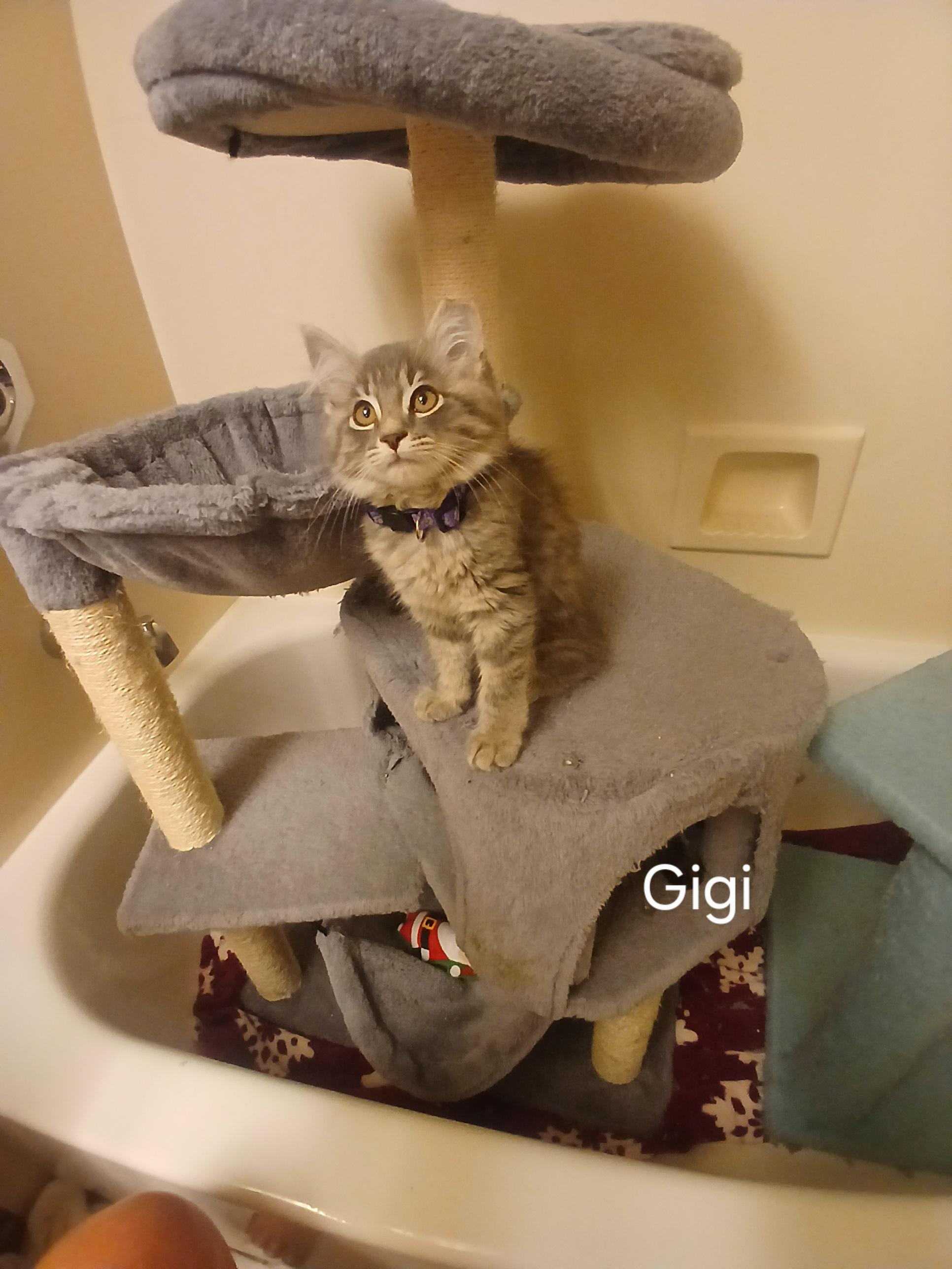 Gigi, adopted, Kitten Female Domestic Long Hair.