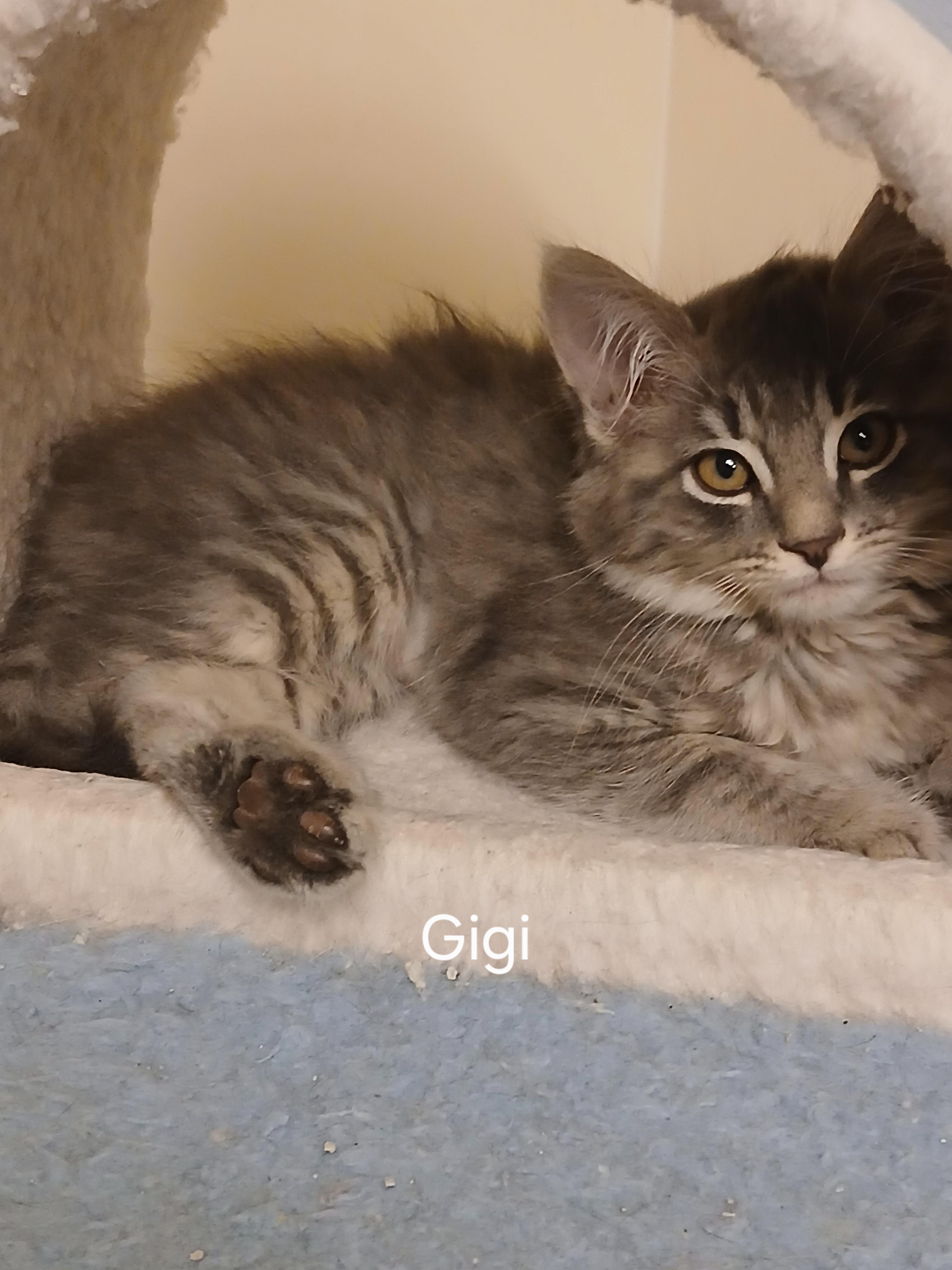 Gigi, an adopted Domestic Long Hair in Elk Grove, CA image 3/4