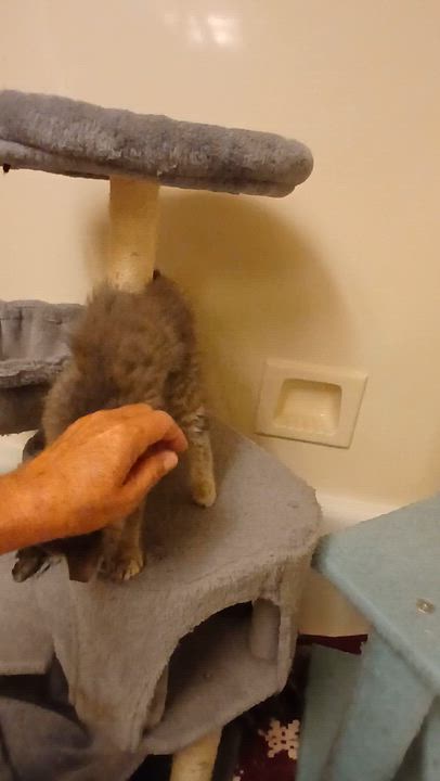 Enlarge Gigi, an adopted Domestic Long Hair in Elk Grove, CA video 2/4