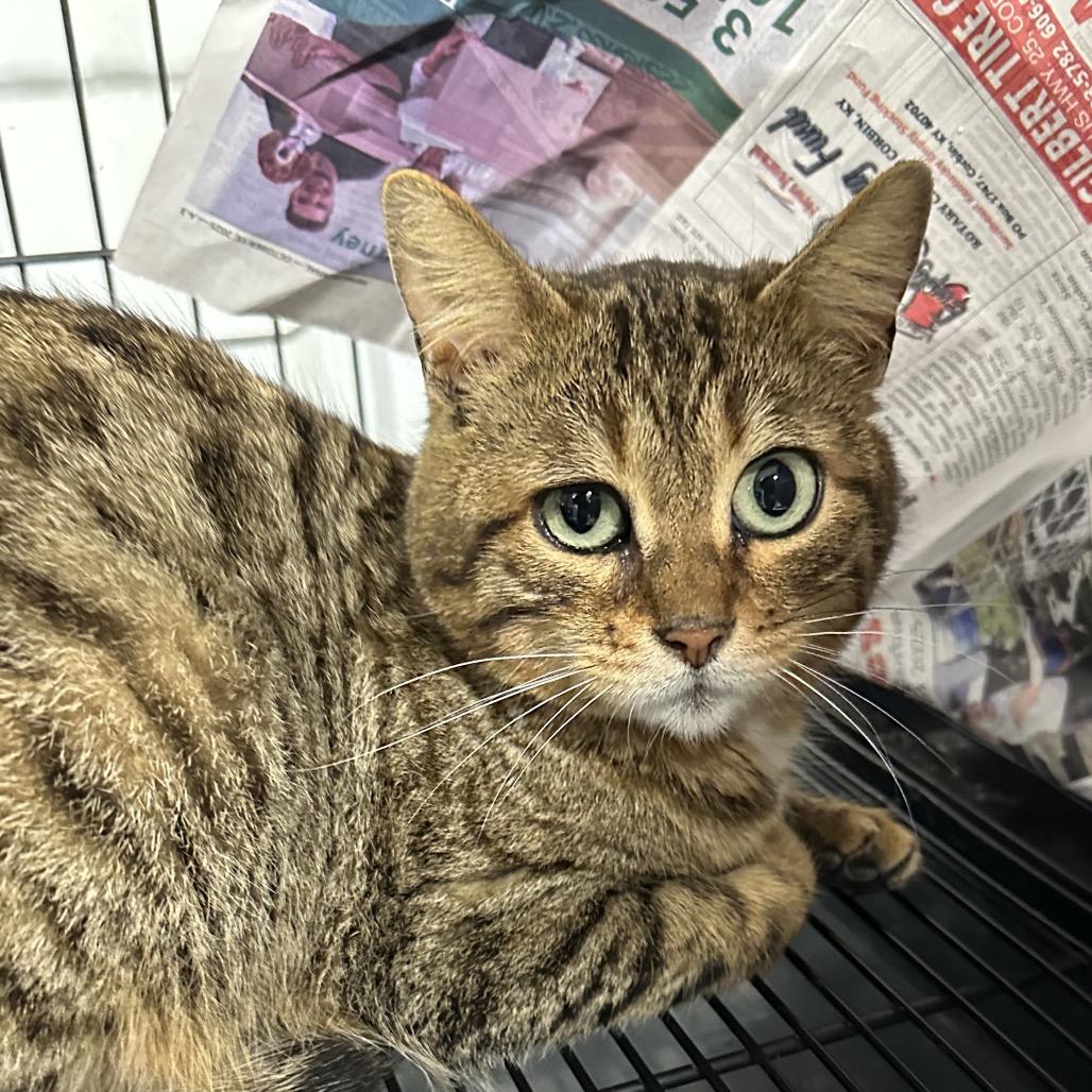 Rockette, Adoptable, Young Female Domestic Short Hair.