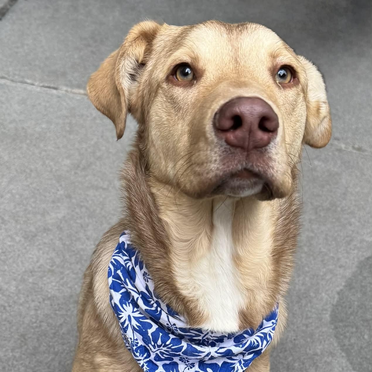 Enlarge Houdini, an adopted mixed breed in The Colony, TX image 2/6