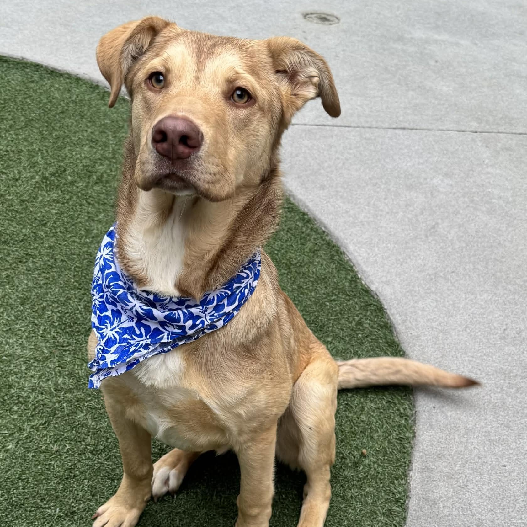 Houdini, ADOPTABLE, Puppy Male Anatolian Shepherd & Retriever.
