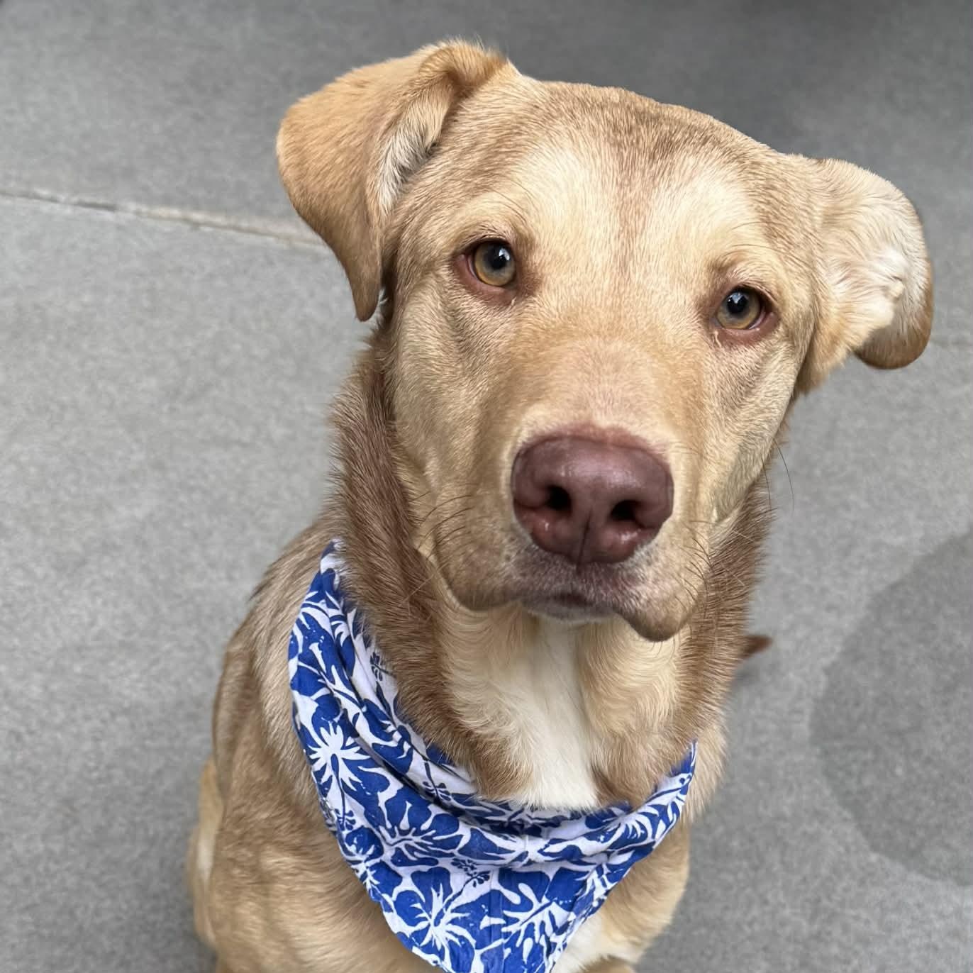 Enlarge Houdini, an adopted mixed breed in The Colony, TX image 4/6